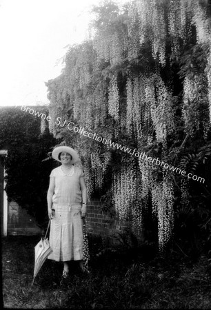 JAPANESE WISTERIA IN GARDEN WITH 